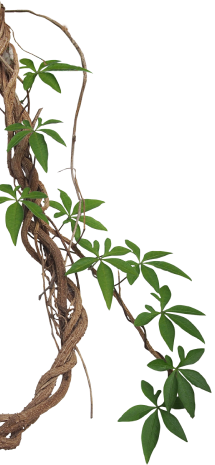decorative leaf